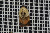 Acleris variegana