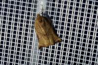 Archips podana