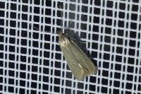 Acompsia cinerella