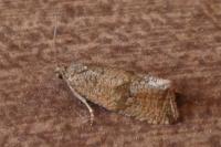 Celypha striana
