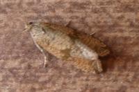Celypha striana