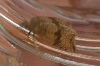 Celypha striana