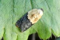 Acleris variegana