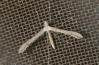 Stenoptilia arida