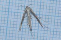 Stenoptilia arida