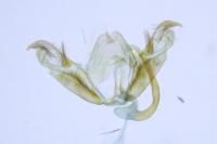 Stenoptilia arida