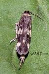 Oegoconia novimundi