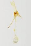Coleophora coracipennella