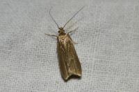 Acompsia cinerella