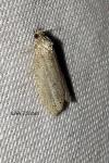 Cnephasia pasiuana/pumicana