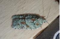Acleris literana