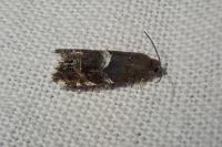 Cydia coniferana