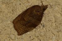 Pandemis corylana