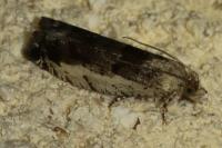 Epinotia ramella