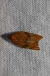 Acleris rhombana
