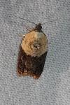 Acleris variegana