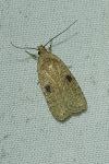 Agonopterix propinquella