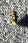 Hedya ochroleucana