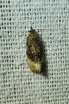 Hedya ochroleucana