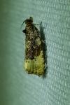 Hedya ochroleucana
