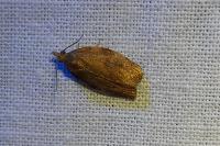 Pandemis heparana