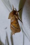 Triodia sylvina