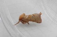 Triodia sylvina