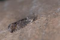 Cydia splendana