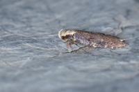 Aroga flavicomella