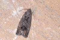 Cydia splendana