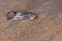 Cydia splendana