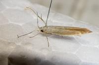 Coleophora medelichensis