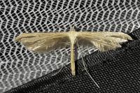 Emmelina monodactyla