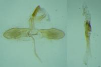 Monopis laevigella