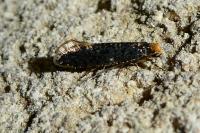Monopis laevigella