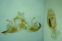 Wockia asperipunctella