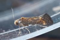 Apodia bifractella