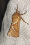 Triodia sylvina