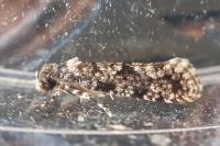 Morophaga morella