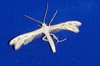 Wheeleria spilodactyla