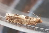 Crocidosema plebejana