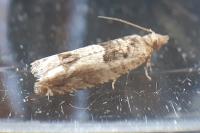 Crocidosema plebejana