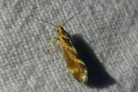 Metalampra
