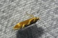 Metalampra