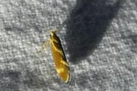 Metalampra