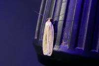 Agonopterix pallorella
