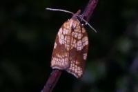 Acleris rhombana