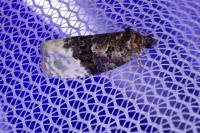 Apotomis betuletana