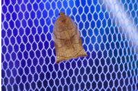 Archips podana