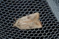 Agonopterix nervosa